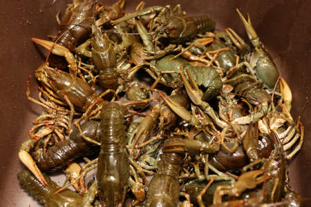 Details of fresh crayfish in the kitchen sink