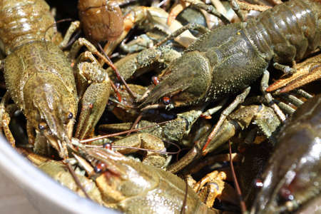 Plate with fresh crayfish at a kitchenの写真素材