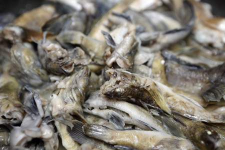 Cooking of goby fish on the panの写真素材