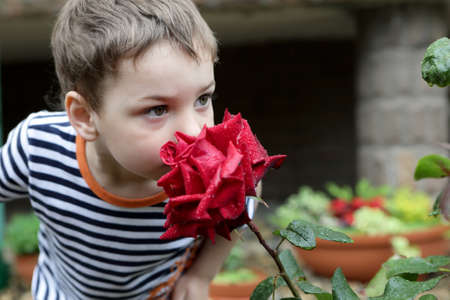 Child smelling red rose in a gardenの写真素材
