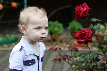 Toddler next to roses in a gardenの写真素材