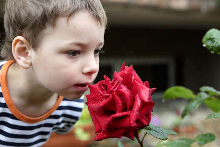 Boy smelling red rose in a gardenの写真素材