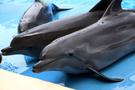 The dolphins in an  Oceanarium on side of the pool