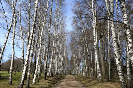 Landscape of birch alley in spring, Russiaの写真素材