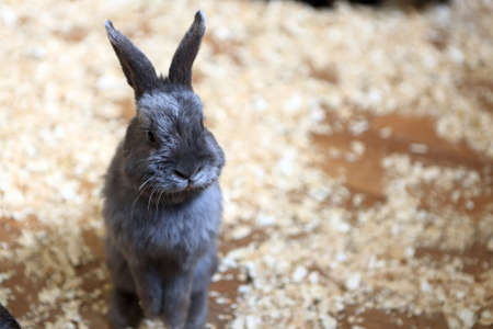 View of grey rabbit on the farmの写真素材
