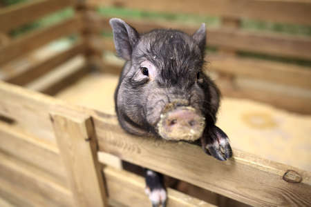 Piglet in a wooden cage in zooの写真素材
