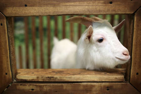 White goat in wooden cage in zoo