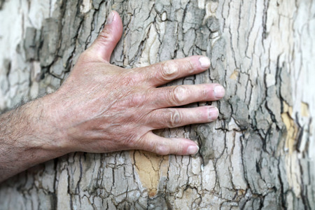 Man palm on the background of tree barkの写真素材