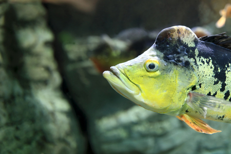 Head of peacock bass fish in aquariumの写真素材