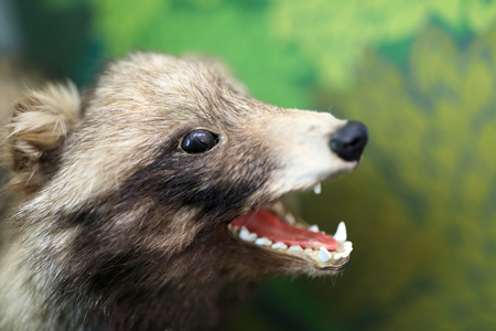 View of a stuffed Marten Head indoorの写真素材