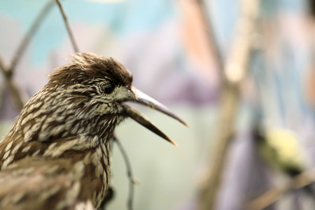 View of Stuffed heron with an open beakの写真素材