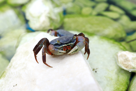 View of crab creeping on stone in a zooの写真素材