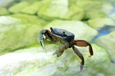 Crab holding on to stone in zooの写真素材