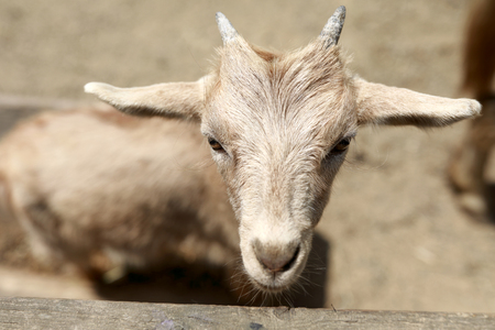 Pensive brown goat on a farm paddockの写真素材