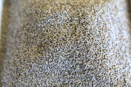 View of seasoning zeera on market counter
