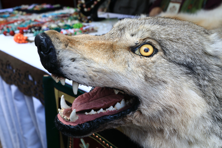 Stuffed wolf head with yellow eyes outdoorの写真素材