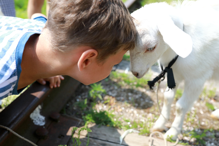 Child playing with white goat in summerの写真素材