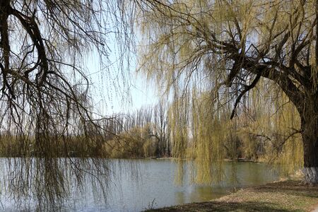 Willows on bank of pond in Kislovodsk, Russia