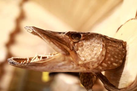 View of stuffed pike head on wooden wall