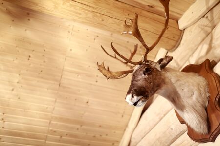 Stuffed deer head on a wooden wallの写真素材