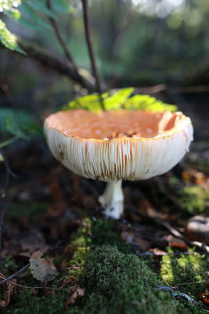 View of amanita in the forest, Kareliaの写真素材