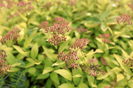 View of Japanese spirea on lawn, Kareliaの写真素材