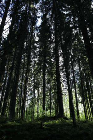 View of pine forest in summer, Karelia