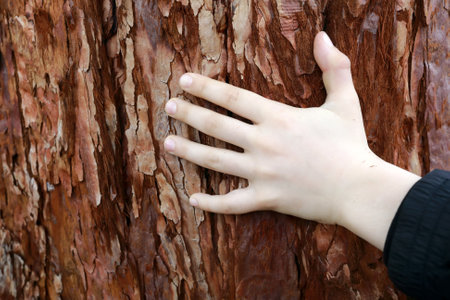 Kid hand on background of bark of treeの写真素材