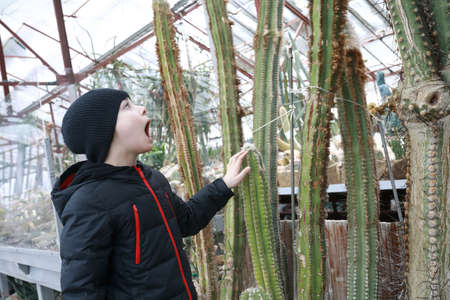 Child touching thorns of cactus in greenhouse of Nikitsky Botanical Garden, Crimeaの写真素材