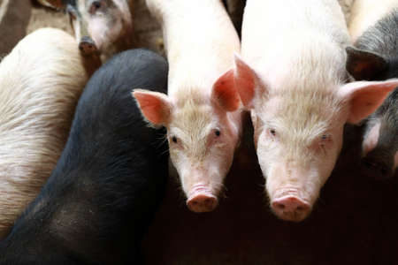 View of pigs in pigsty on farmの写真素材