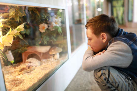 Portrait of boy watching animals in terrariumの写真素材