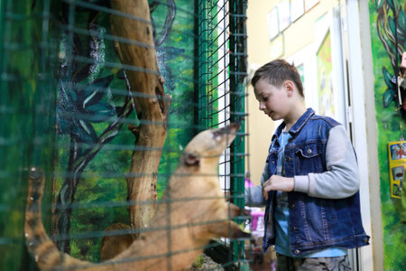 Portrait of child watching Nasua in zooの写真素材