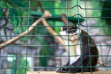 View of thinking moustached monkey in zoo