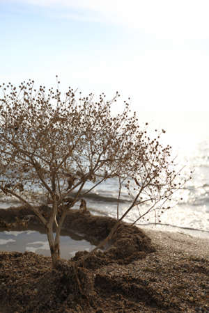 View of tumbleweed plant on shore of Azov Sea in summerの写真素材
