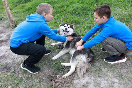 Two children caress husky dog in summer, Kareliaの写真素材