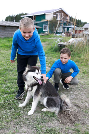 Two boys caress husky dog in summer, Kareliaの写真素材