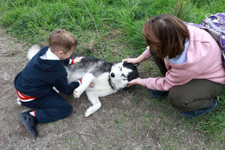 Mother and son caress husky dog in summer, Kareliaの写真素材