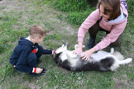 Mother and son caress husky dog, Kareliaの写真素材