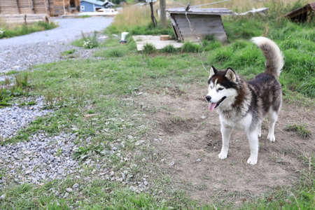 Husky dog in the backyard, Russia, Kareliaの写真素材