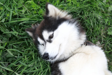 Husky dog lies on grass in summer, Kareliaの写真素材