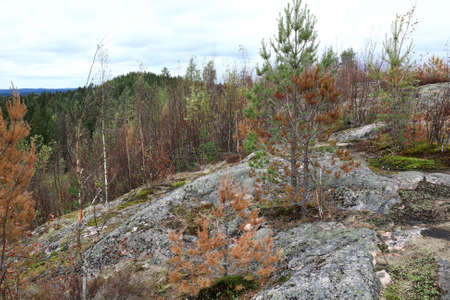 Details of slope of Mount Hiidenvuori in summer, Kareliaの写真素材