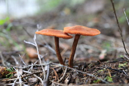 View of laccaria proxima mushrooms in forest, Kareliaの写真素材