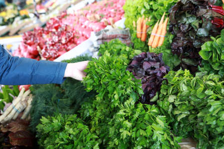 Person choosing parsley on the farm marketの写真素材