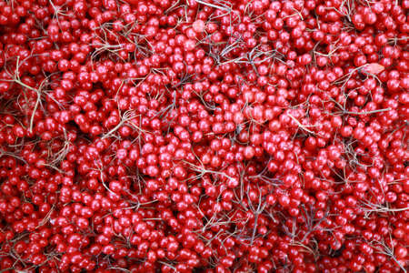Berries of viburnum in box on marketの写真素材