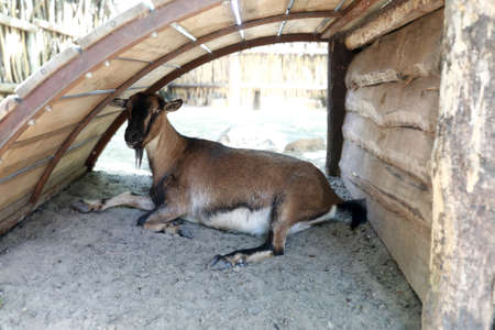 Goat hides from sun under canopy in petting zooの写真素材