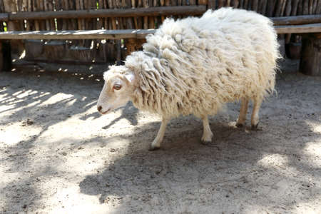 View of white sheep on farm in summerの写真素材