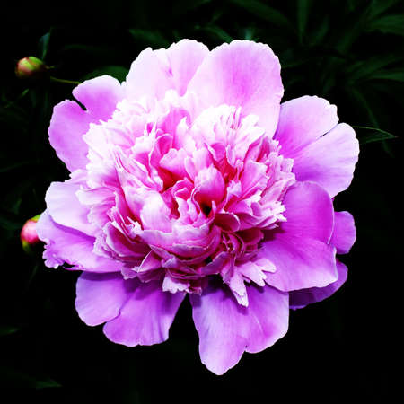 Beautiful flower of a peony in dark summer eveningの写真素材