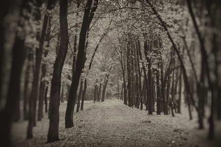 City parkの写真素材