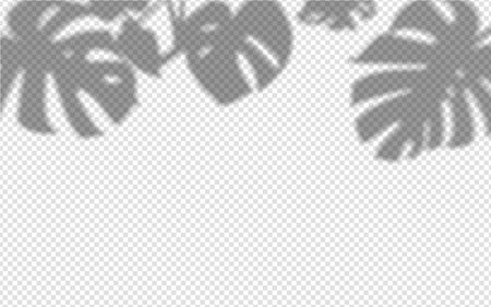 Shadow overlay from a leaf monstera isolated on a transparent background.のイラスト素材