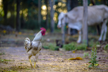 Rooster crows standing with Cow in the morning